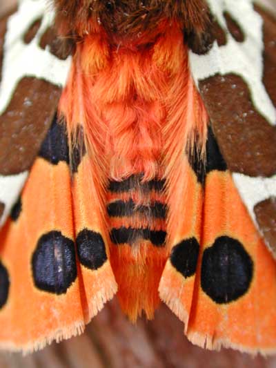 photos/wildlife/Invertebrate_Species/Butterflies/Tiger Moth/Garden Tiger 4.jpg